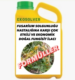 FUSARİUM SOLGUNLUĞU HASTALIĞINA KARŞI ÇOK ETKİLİ VE EKONOMİK DOĞAL FUNGİSİT İLACI İMALAT FORMÜLÜ VE ÜRETİM YÖNTEMİ VE UYGULAMA DOZAJLARI