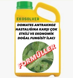 DOMATES ANTRAKNOZ HASTALIĞINA KARŞI ÇOK ETKİLİ VE EKONOMİK DOĞAL FUNGİSİT İLACI İMALAT FORMÜLÜ VE ÜRETİM YÖNTEMİ VE UYGULAMA DOZAJLARI