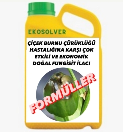 ÇİÇEK BURNU ÇÜRÜKLÜĞÜ HASTALIĞINA KARŞI ÇOK ETKİLİ VE EKONOMİK DOĞAL FUNGİSİT İLACI İMALAT FORMÜLÜ VE ÜRETİM YÖNTEMİ VE UYGULAMA DOZAJLARI