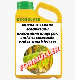 MUZDA FUSARİUM SOLGUNLUĞU HASTALIĞINA KARŞI ÇOK ETKİLİ VE EKONOMİK DOĞAL FUNGİSİT İLACI İMALAT FORMÜLÜ VE ÜRETİM YÖNTEMİ VE UYGULAMA DOZAJLARI