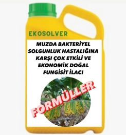 MUZDA BAKTERİYEL SOLGUNLUK HASTALIĞINA KARŞI ÇOK ETKİLİ VE EKONOMİK DOĞAL FUNGİSİT İLACI İMALAT FORMÜLÜ VE ÜRETİM YÖNTEMİ VE UYGULAMA DOZAJLARI