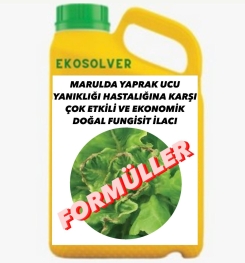 MARULDA YAPRAK UCU YANIKLIĞI HASTALIĞINA KARŞI ÇOK ETKİLİ VE EKONOMİK DOĞAL FUNGİSİT İLACI İMALAT FORMÜLÜ VE ÜRETİM YÖNTEMİ VE UYGULAMA DOZAJLARI