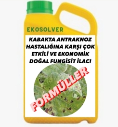 KABAKTA ANTRAKNOZ HASTALIĞINA KARŞI ÇOK ETKİLİ VE EKONOMİK DOĞAL FUNGİSİT İLACI İMALAT FORMÜLÜ VE ÜRETİM YÖNTEMİ VE UYGULAMA DOZAJLARI