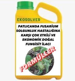 PATLICANDA FUSARİUM SOLGUNLUK HASTALIĞINA KARŞI ÇOK ETKİLİ VE EKONOMİK DOĞAL FUNGİSİT İLACI İMALAT FORMÜLÜ VE ÜRETİM YÖNTEMİ VE UYGULAMA DOZAJLARI