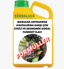 MARULDA ANTRAKNOZ HASTALIĞINA KARŞI ÇOK ETKİLİ VE EKONOMİK DOĞAL FUNGİSİT İLACI İMALAT FORMÜLÜ VE ÜRETİM YÖNTEMİ VE UYGULAMA DOZAJLARI