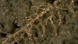 ŞEKER PANCARINDA NEMATODUN ETKİLERİ...ZARARLARI ŞEKER PANCARINDA NEMATODUN ETKİLERİ...ZARARLARI